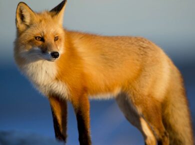 a fox